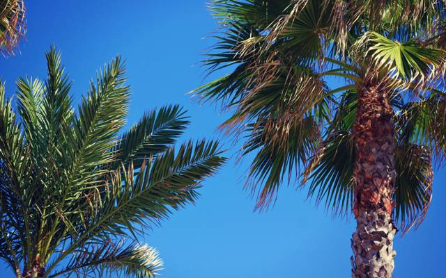 棕榈树,天空,树木,树叶