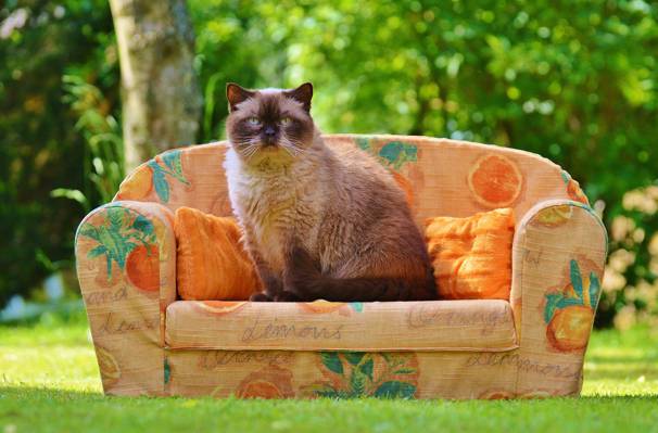 黑色和棕色在棕色布料沙发椅子上的暹罗猫在白天高清壁纸