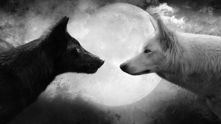 月亮,狼,白,黑