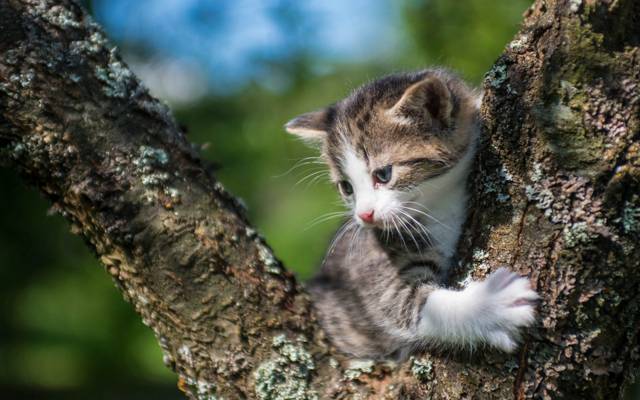 在树上,宝贝,小猫