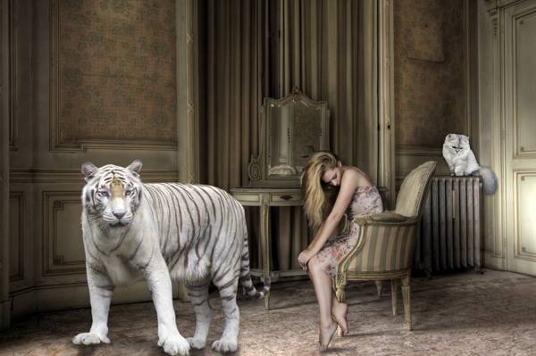 女孩,猫,老虎,房间