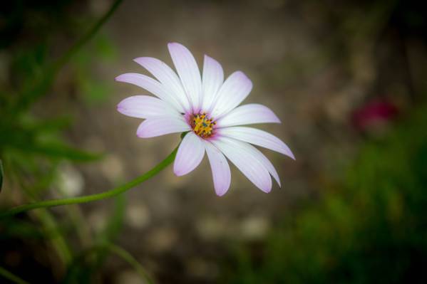 白色和紫色的花,雏菊高清壁纸的浅焦点