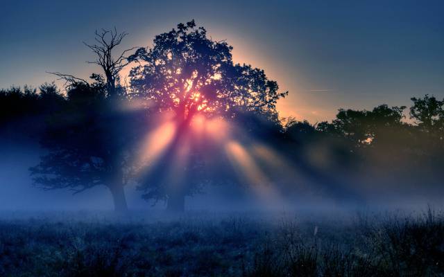 太阳,树木,光线,晨雾,自然