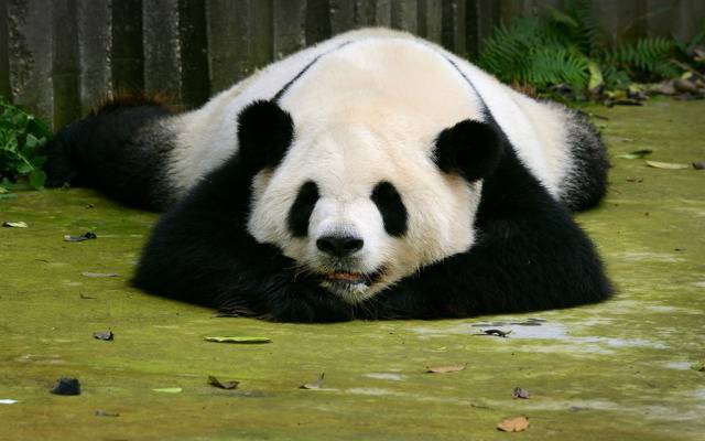 壁纸熊,睡觉,熊猫,熊,睡觉