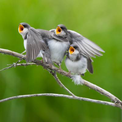 三只灰色和白色的短喙群栖息在树枝上的鸟类高清壁纸