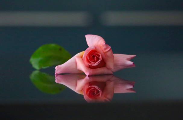 粉红玫瑰的照片高清壁纸