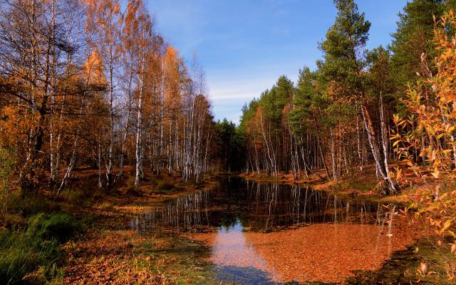 秋天,河,森林