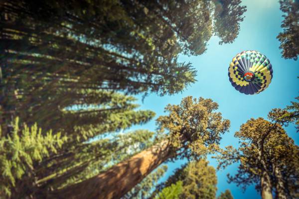 照片,树,空气,气球,摄影师,球,查看,AndrésNieto Porras,森林,视图