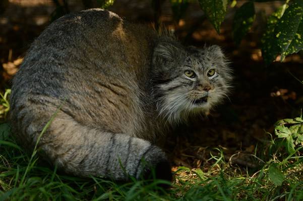Pallas猫,©Anne-Marie Kalus,manul,捕食者