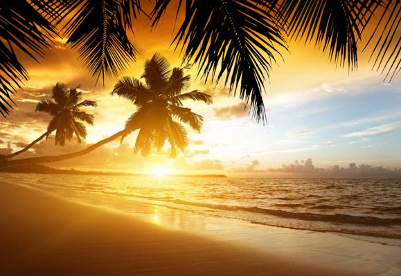 棕榈树,热带地区,海滩,性质,日落