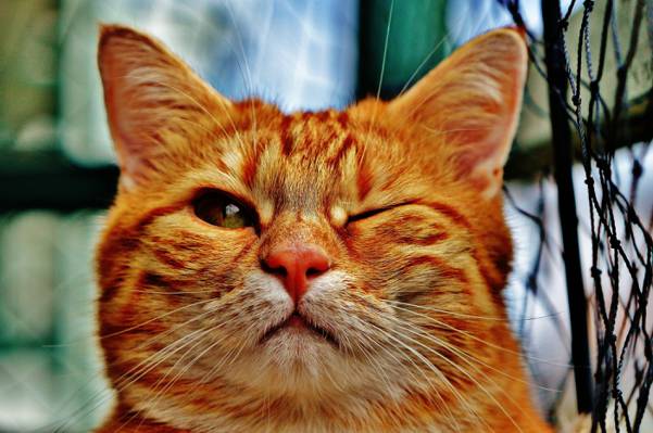 橙色的虎斑猫高清壁纸
