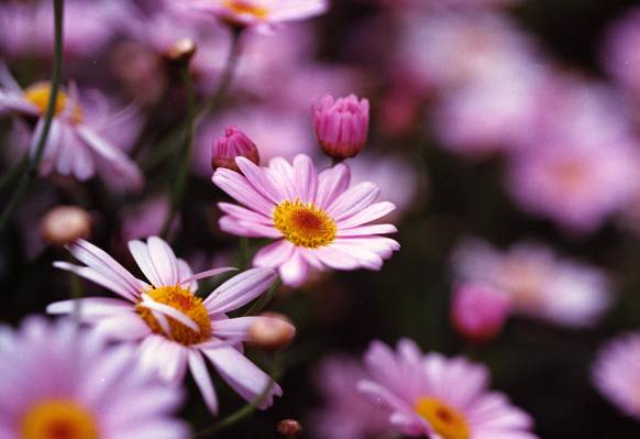 紫色雏菊花捕获使用单反相机自动对焦高清壁纸