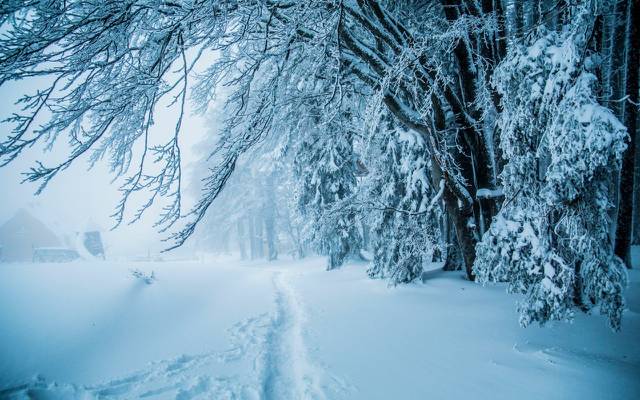壁纸冬天,森林,雪,树,路径