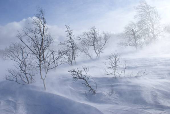 白天高清壁纸的秃头树在雪地上