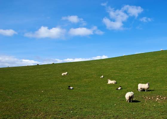 绵羊在草地上的风景摄影高清壁纸