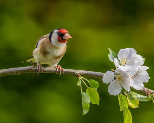 棕色和白色的特写照片栖息在棕色分支与白色的花,苹果树高清壁纸的鸟