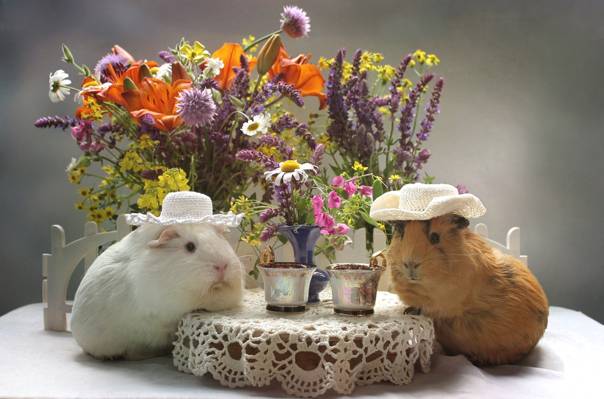 帽子,鲜花,莉莉,几内亚猪,杯,花束