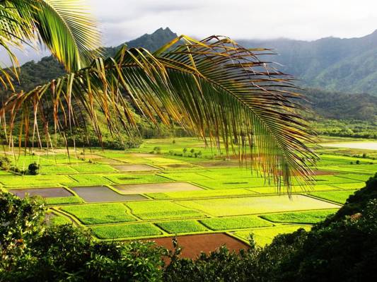 绿草田地,夏威夷高清壁纸的风景摄影