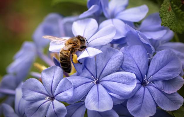 焦点,宏观,鲜花,蜜蜂,花瓣,丁香