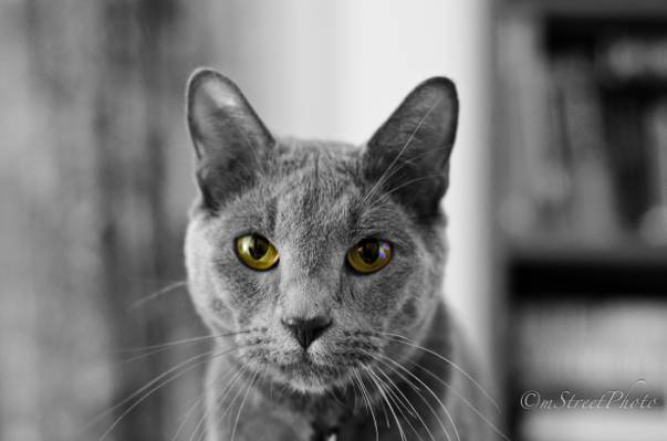 灰色的猫高清壁纸