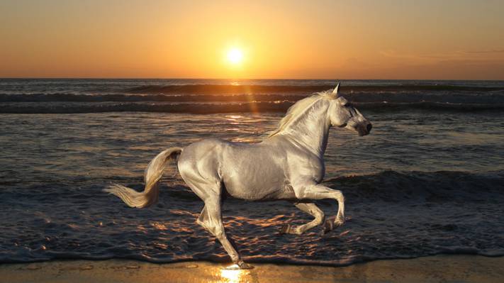 动物,波,马,自然,黎明,种马,沙滩,沙,海,跳,水,海洋,太阳,...
