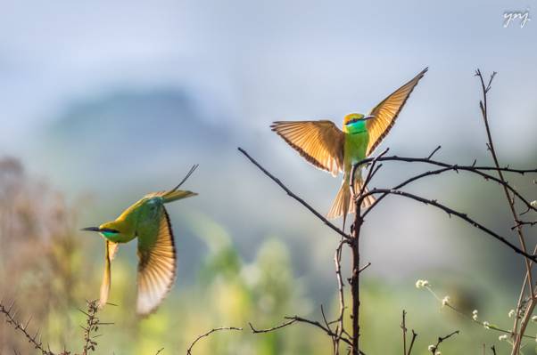 两个绿色哼唱着鸟高清壁纸的深度摄影