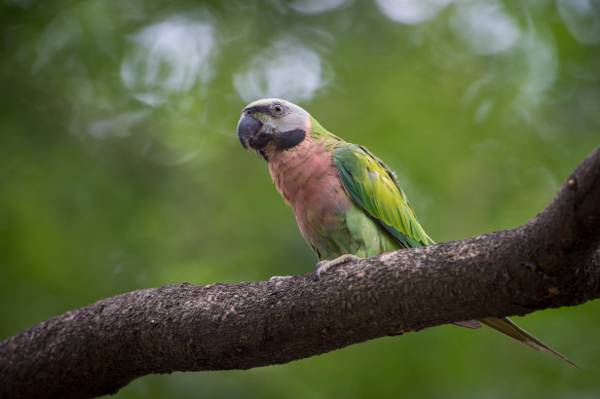 在自动对焦摄影,红胸鹦鹉高清壁纸的树干上的绿色鹦鹉
