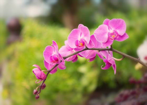 微摄影观点的紫色蝴蝶兰花高清壁纸