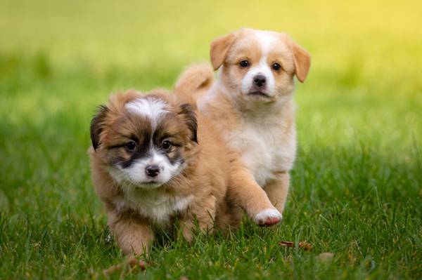 在白天高清壁纸绿草地上的两只小狗