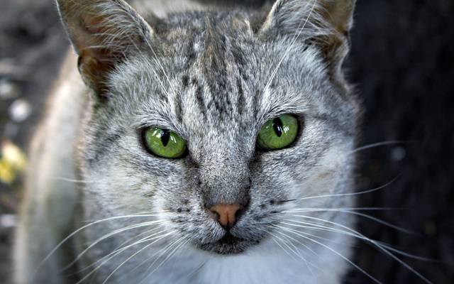 猫,灰色,绿色,眼睛