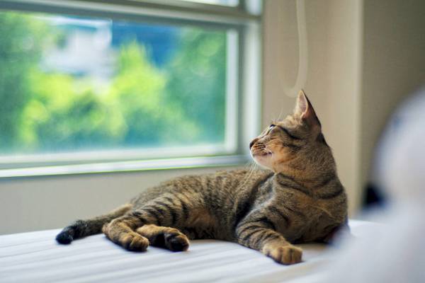 灰色的虎斑猫躺在窗口附近的高清壁纸