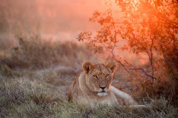 日落,母狮,野生动物
