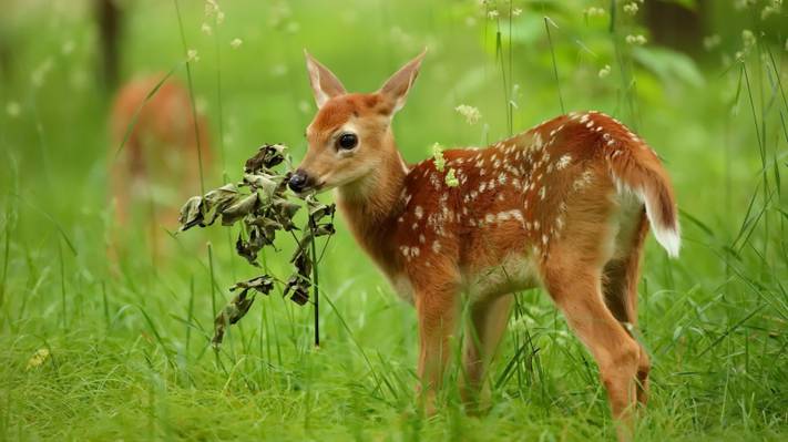 壁纸夏天,大自然,鹿