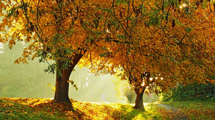 阳光透过两个棕色的树叶高清壁纸