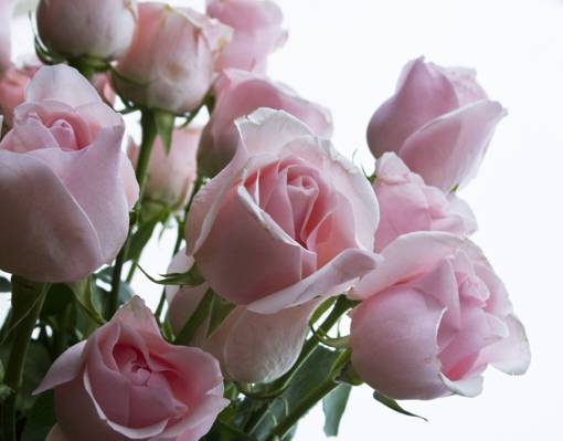 粉红玫瑰鲜花高清壁纸