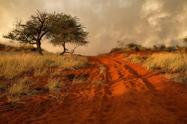 树,非洲,丘陵,路,草,纳米比亚,沙子