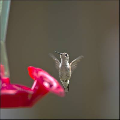 白色蜂鸟倾斜镜头射击附近粉红色的花朵高清壁纸