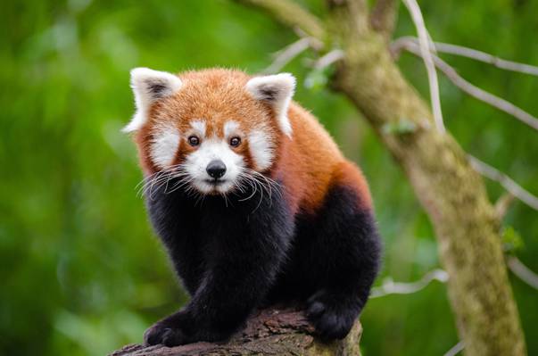 黑色和棕色毛皮动物的焦点照片在树的分支,红熊猫高清壁纸