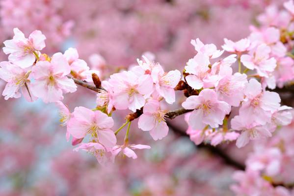樱花,粉红色,树枝,樱桃,春天