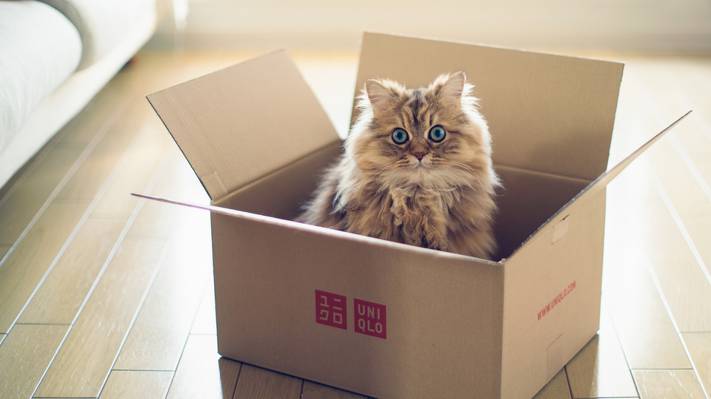 猫,torode,盒子