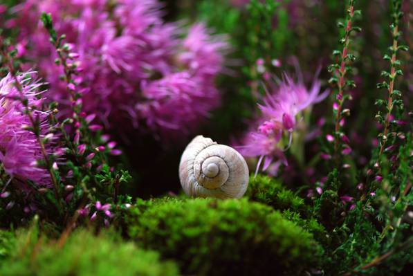 选择性摄影的白色蜗牛与紫色豹花高清壁纸的绿色草地上