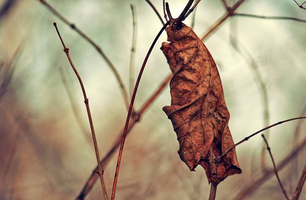 棕色枯萎的叶子在枝杈高清壁纸的选择性焦点摄影