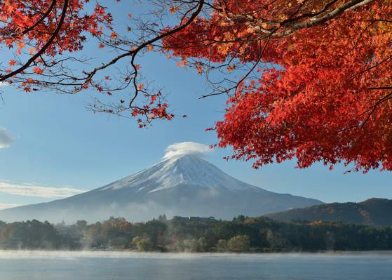 湖,富士山,天空,树木,秋天,日本,树叶