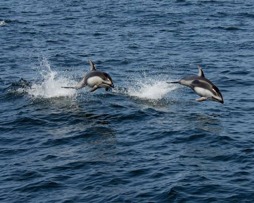 两个黑灰色的海豚跳过身体的水高清壁纸