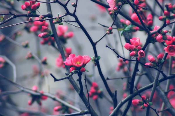 浅聚焦摄影的红色花朵在枝条上的高清壁纸