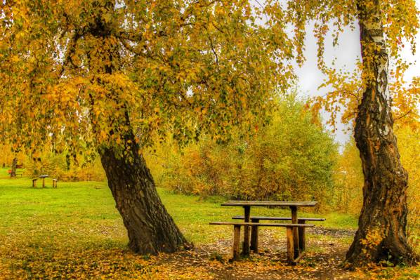 公园,树木,灌木丛,桌子,树叶,长凳,长凳,黄色,秋天