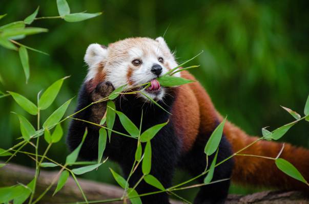 吃竹叶的红熊猫高清壁纸