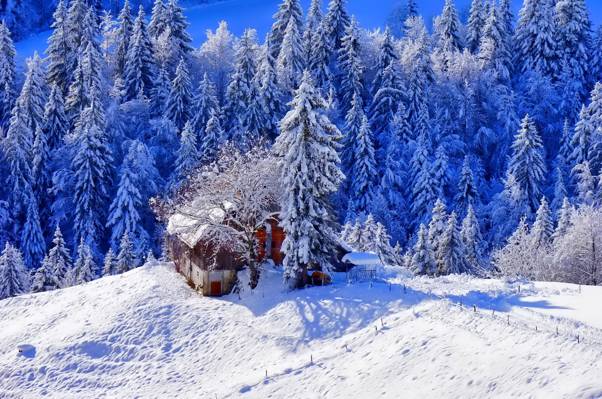 路径,树木,房子,雪,冬天