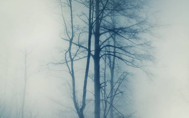 雾,树木,性质