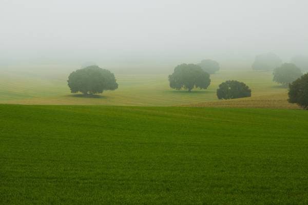 雾,树,场,景观
